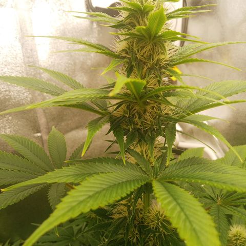 Solo 2 growlog timeline photo