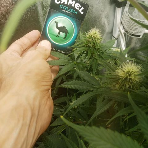Solo 2 growlog timeline photo