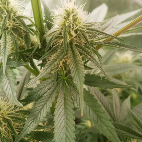 Solo 2 growlog timeline photo