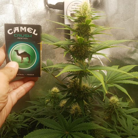 Solo 2 growlog timeline photo