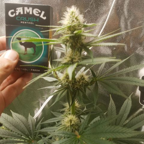 Solo 2 growlog timeline photo