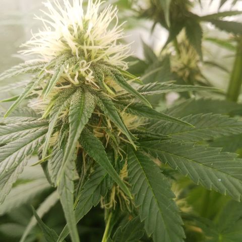 Solo 2 growlog timeline photo