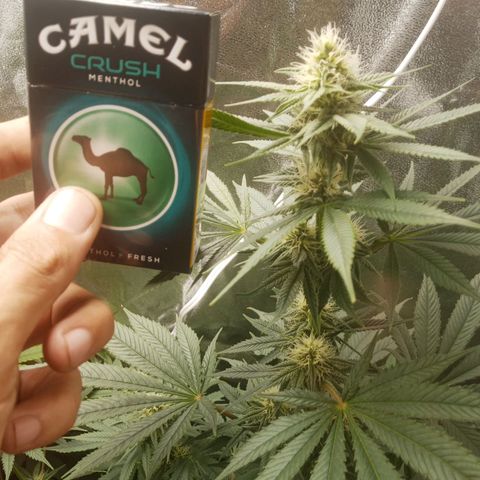 Solo 2 growlog timeline photo