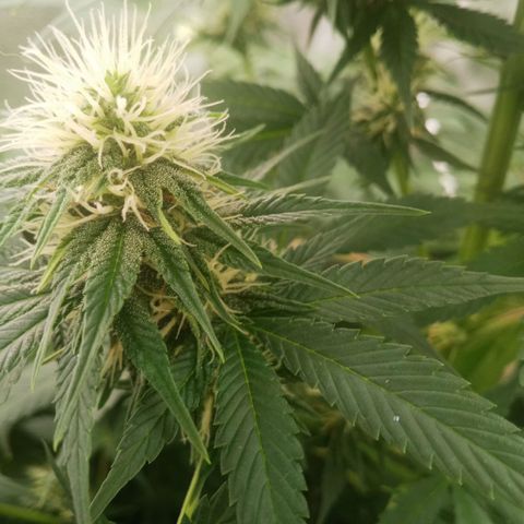 Solo 2 growlog timeline photo