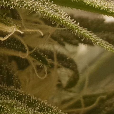 Solo 1 growlog timeline photo