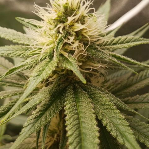 Solo 1 growlog timeline photo