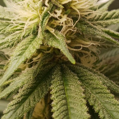 Solo 1 growlog timeline photo
