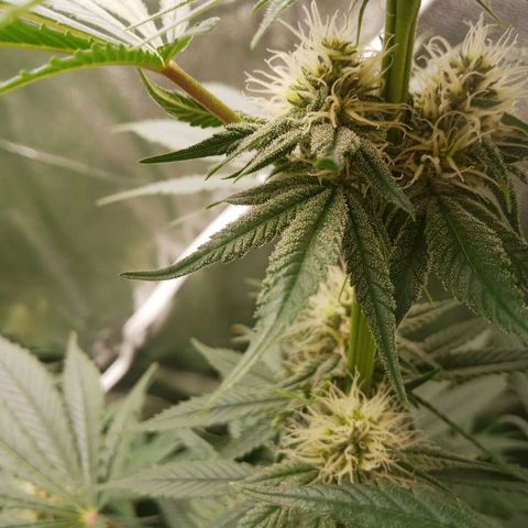 Solo 1 growlog timeline photo