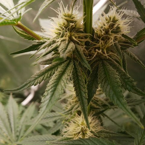 Solo 1 growlog timeline photo