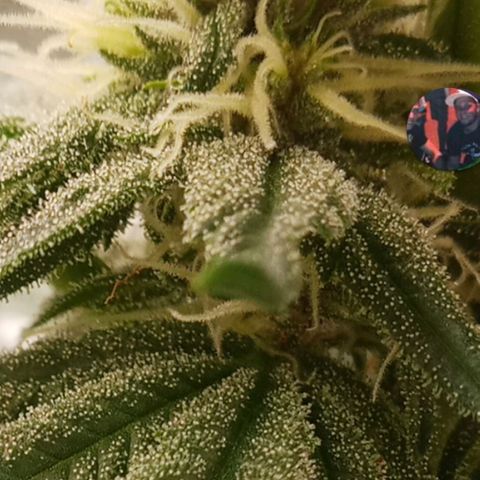 Solo 1 growlog timeline photo