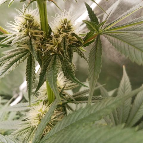 Solo 1 growlog timeline photo