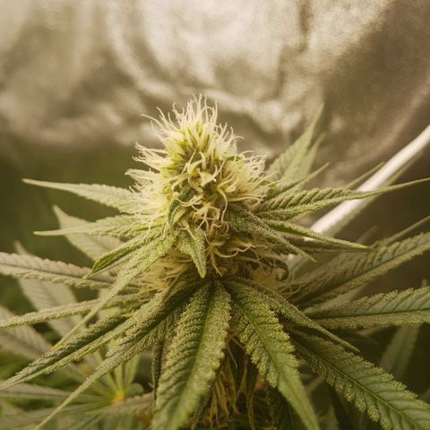Solo 1 growlog timeline photo