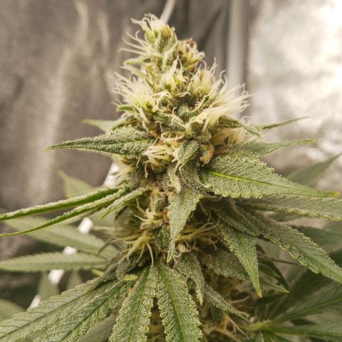 Solo 1 growlog timeline photo