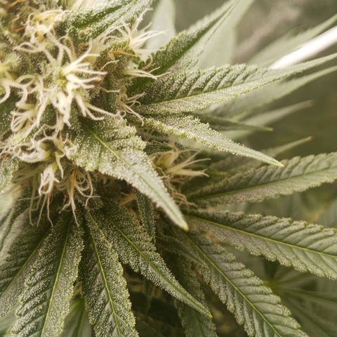 Solo 1 growlog timeline photo