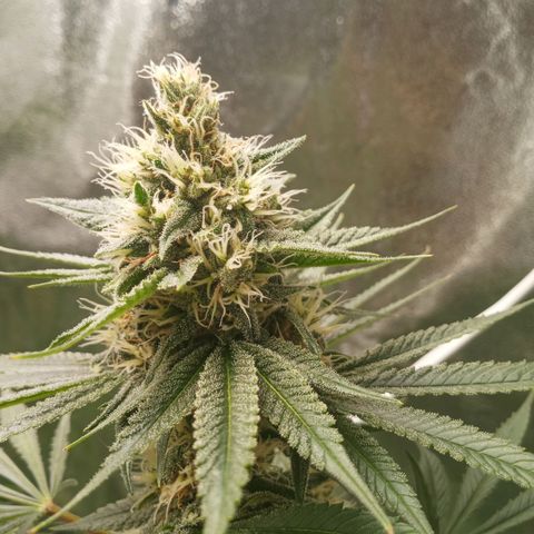 Solo 1 growlog timeline photo