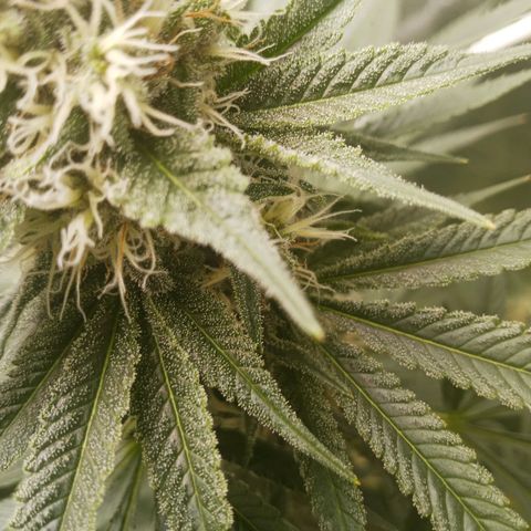 Solo 1 growlog timeline photo