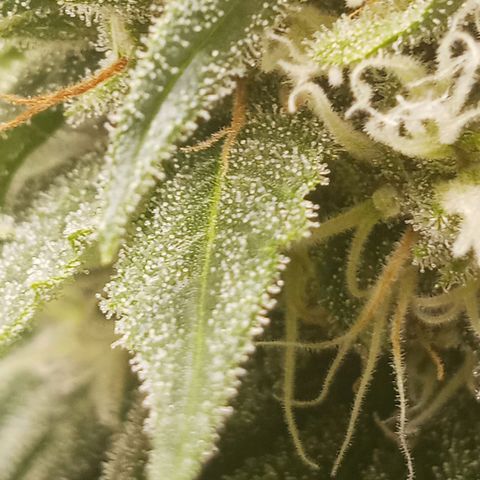Solo 1 growlog timeline photo