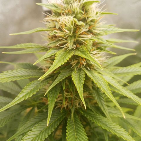 Solo 2 growlog timeline photo