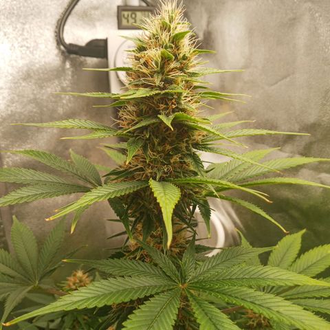 Solo 2 growlog timeline photo