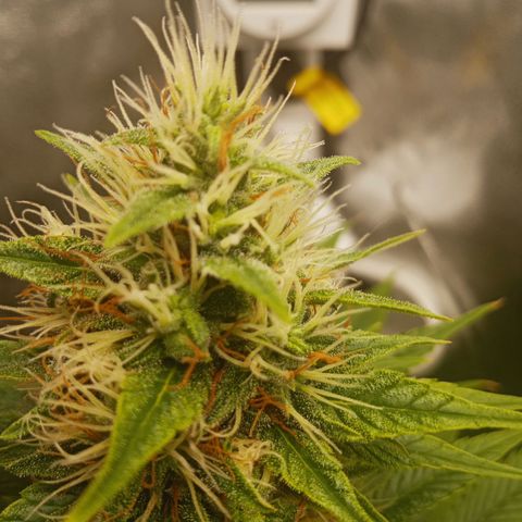 Solo 2 growlog timeline photo