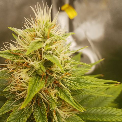 Solo 2 growlog timeline photo
