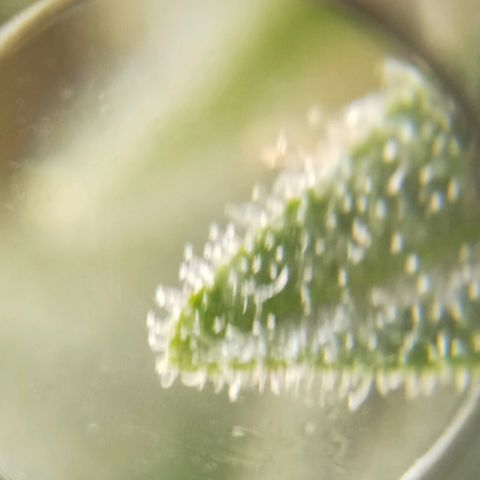 Solo 1 growlog timeline photo