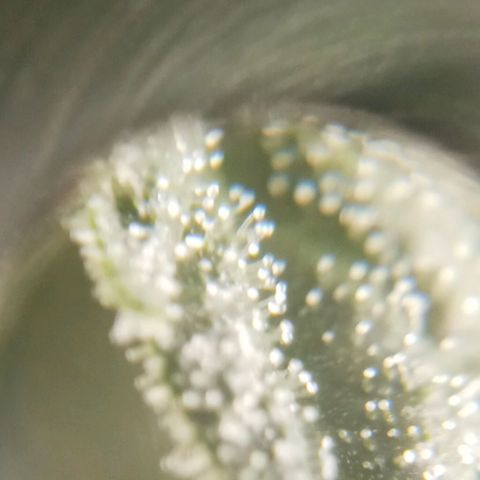 Solo 1 growlog timeline photo