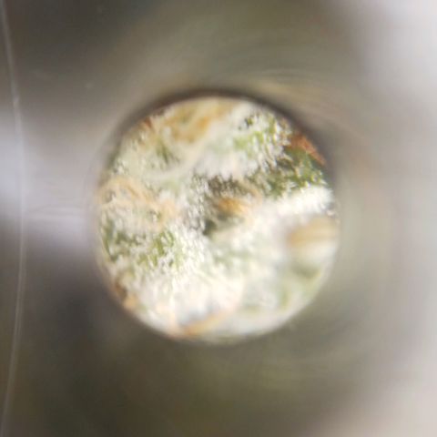 Solo 1 growlog timeline photo