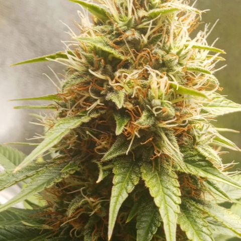 Solo 1 growlog timeline photo