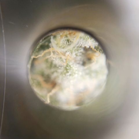 Solo 1 growlog timeline photo