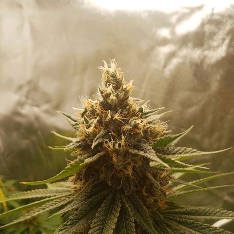 Solo 1 growlog timeline photo