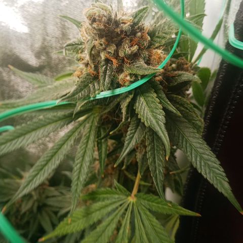 Solo 1 growlog timeline photo