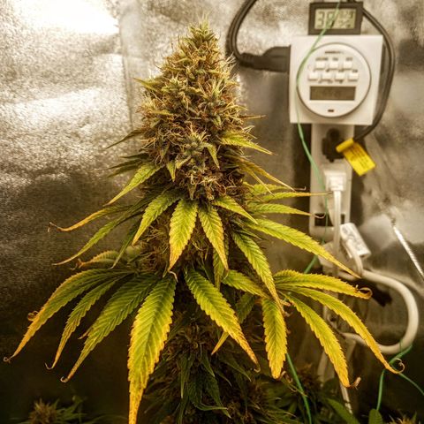 Solo 2 growlog timeline photo