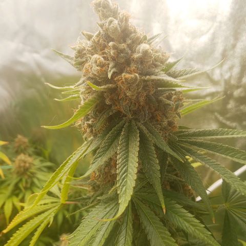 Solo 1 growlog timeline photo