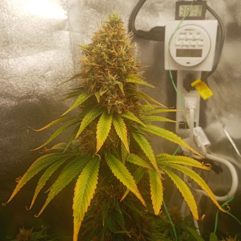 Solo 2 growlog timeline photo