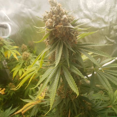 Solo 1 growlog timeline photo