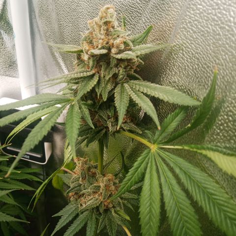 Solo 1 growlog timeline photo