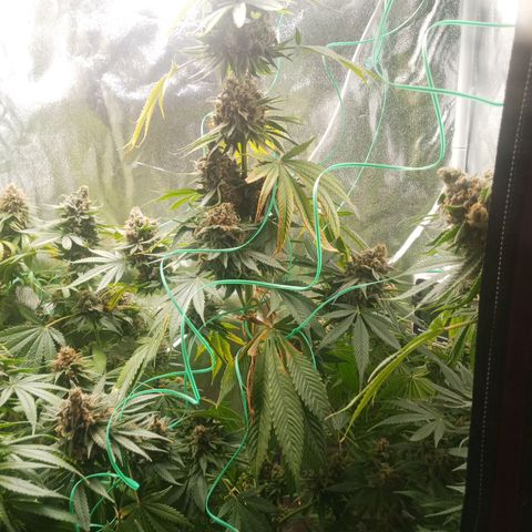 Solo 1 growlog timeline photo