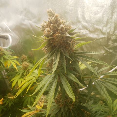 Solo 1 growlog timeline photo