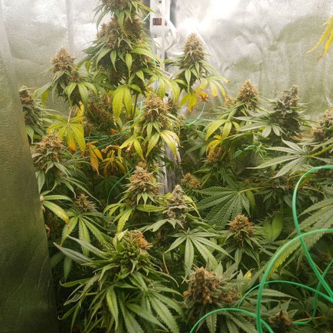 Solo 2 growlog timeline photo