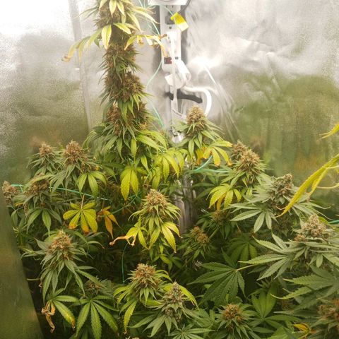 Solo 2 growlog timeline photo