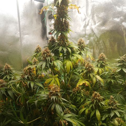 Solo 2 growlog timeline photo