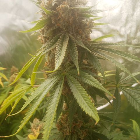 Solo 1 growlog timeline photo