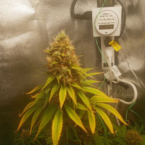 Solo 2 growlog timeline photo