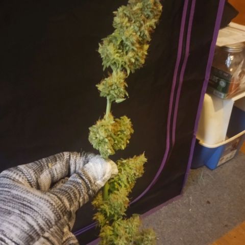 Solo 1 growlog timeline photo