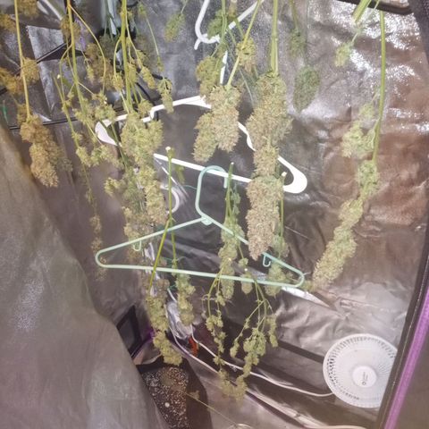 Solo 1 growlog timeline photo