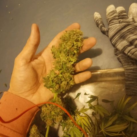 Solo 1 growlog timeline photo
