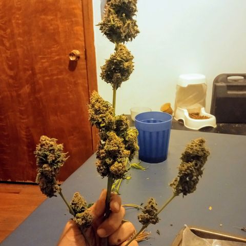Solo 1 growlog timeline photo