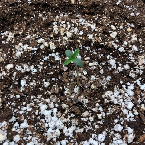Adrian growlog timeline photo