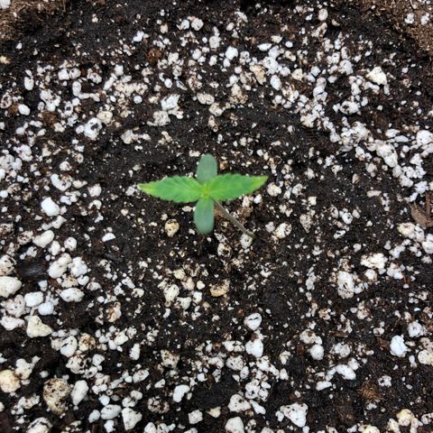 Adrian growlog photo: Yellow leaves - Increase watering